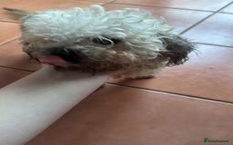 Shihpoo dogs for sale: Loving Shihpoo pup called muffin - Image 3