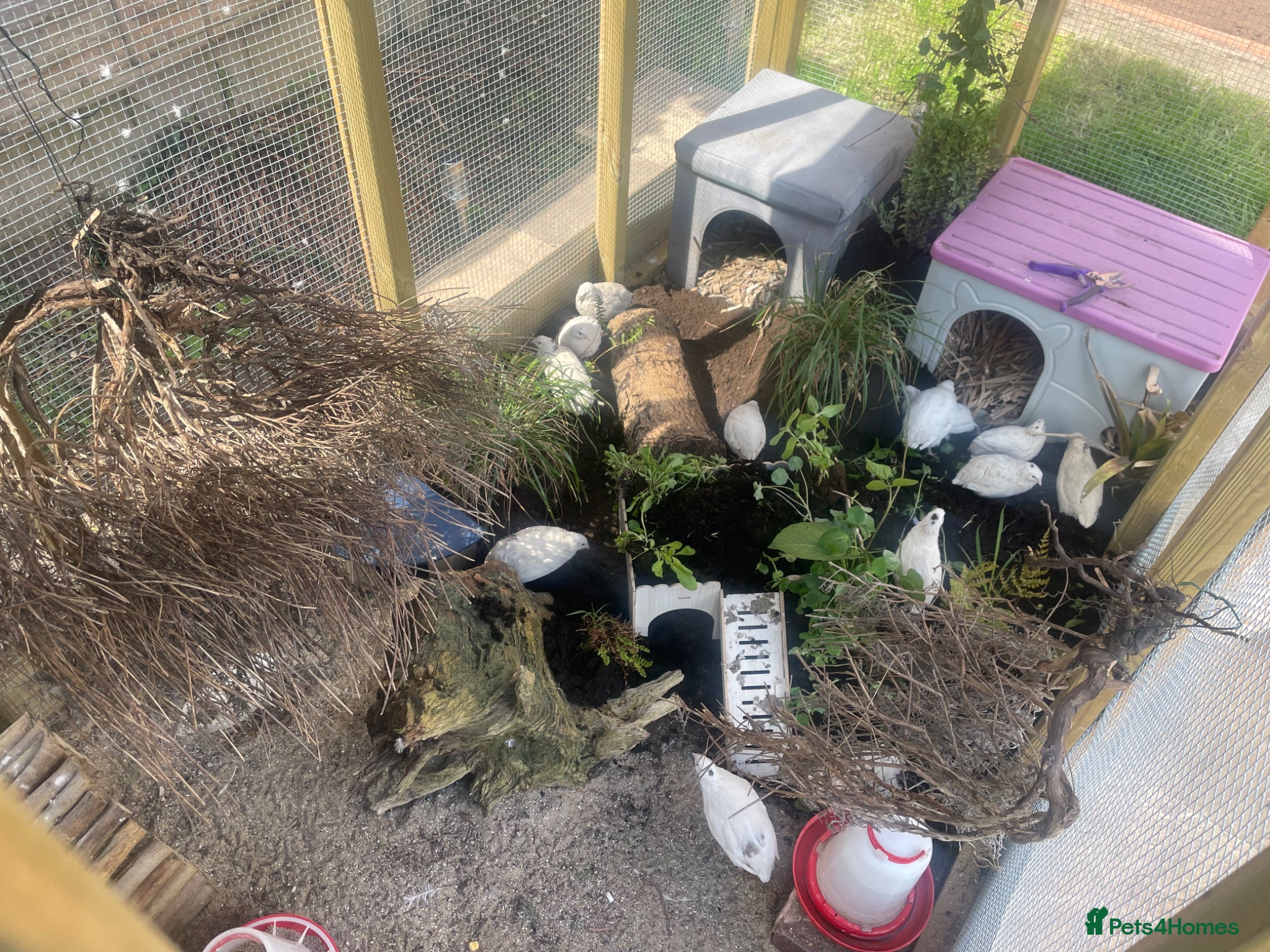 Quail poultry for sale: ** FERTILE WHITE BRITISH QUAIL EGGS FOR SALE ** - Advert 10