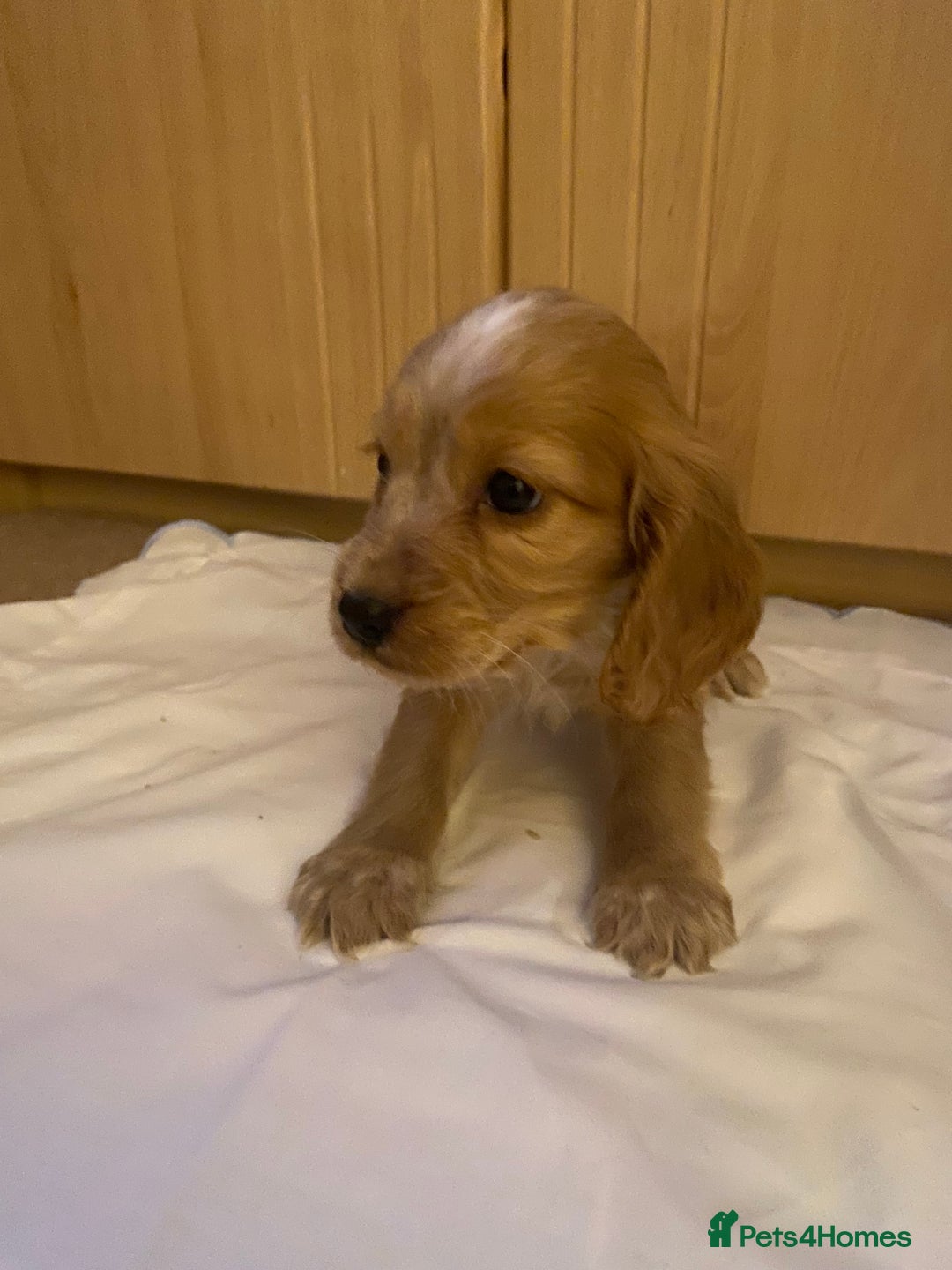 Cocker Spaniel dogs for sale: Beautiful cocker spaniel’s for sale - Advert 15