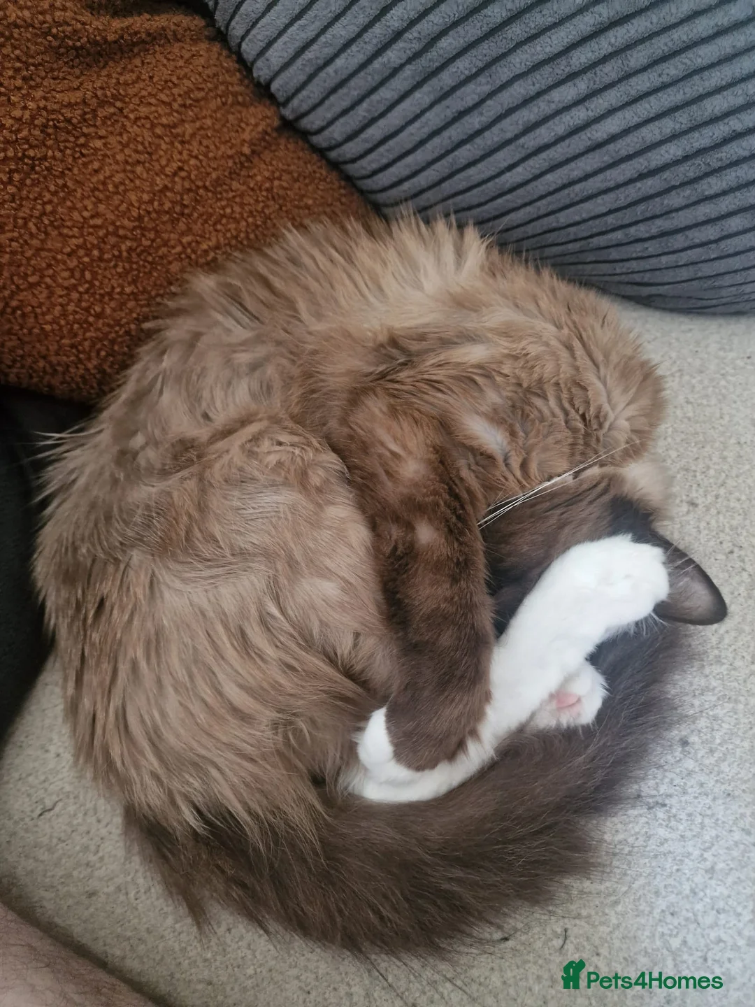 Ragdoll cats for sale: Beautiful, sweet female Ragdoll (indoor cat) in Sheffield - Advert 8