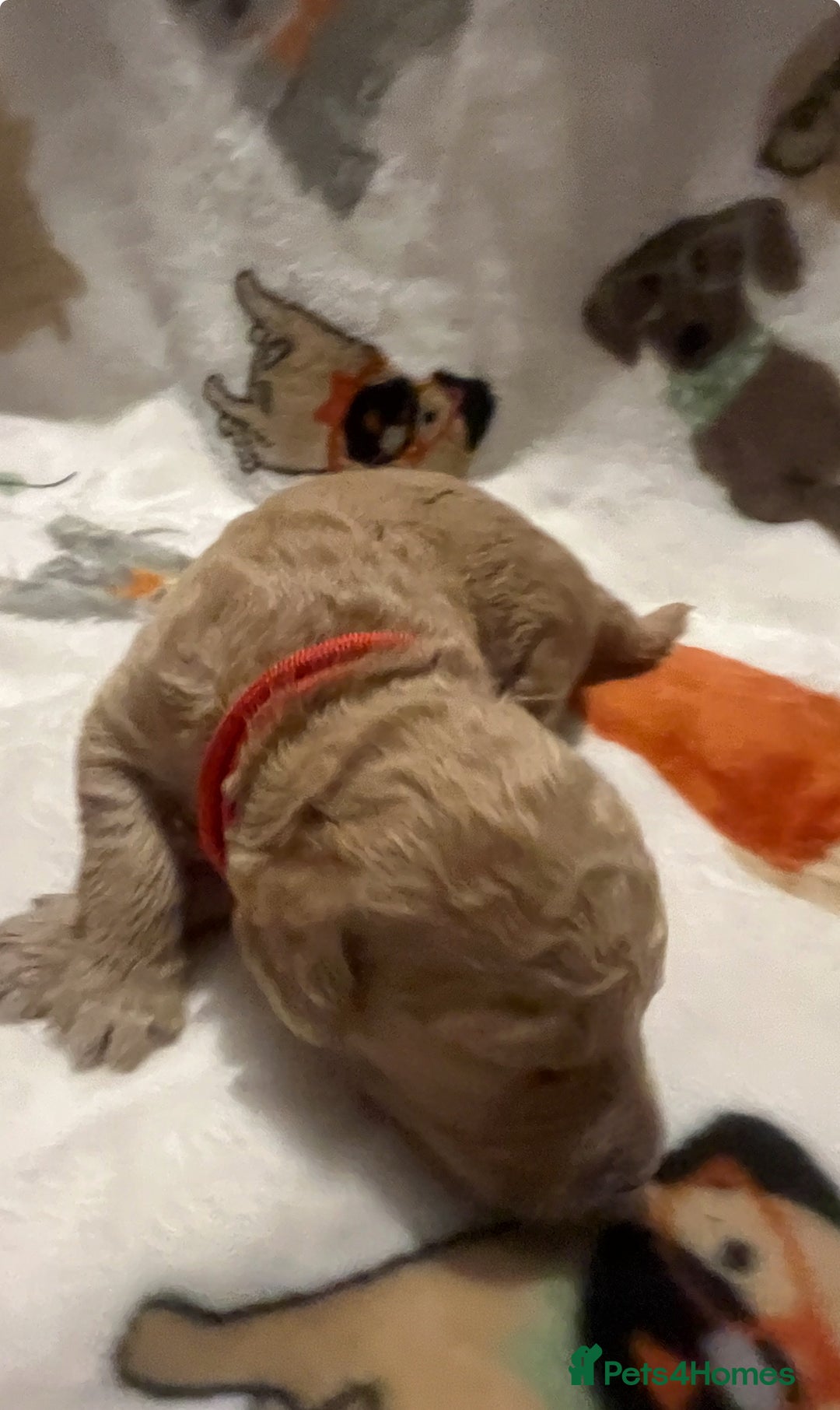 Mixed Breed dogs for sale: Mini Golden Doodle’s - Image 24