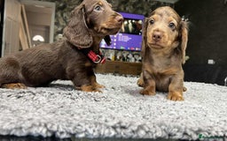 Miniature Dachshund dogs for sale: Longhaired miniature dachshund puppies KC reg. - Image 16