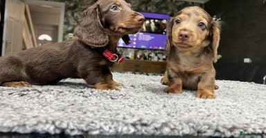 Miniature Dachshund dogs - Advert 5
