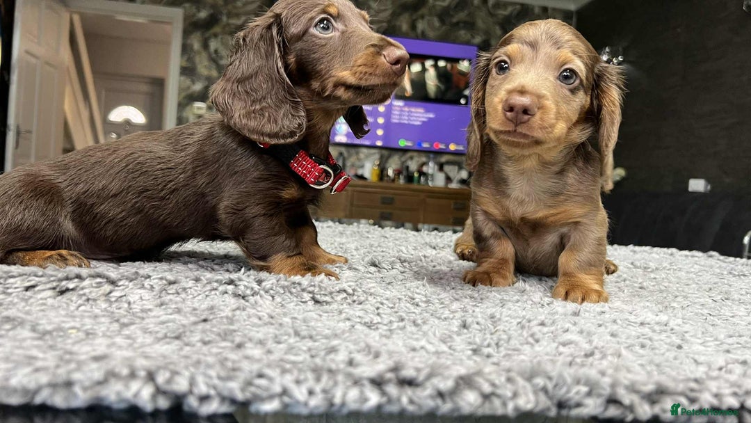 Miniature Dachshund dogs for sale: Longhaired miniature dachshund puppies KC reg. - Image 16