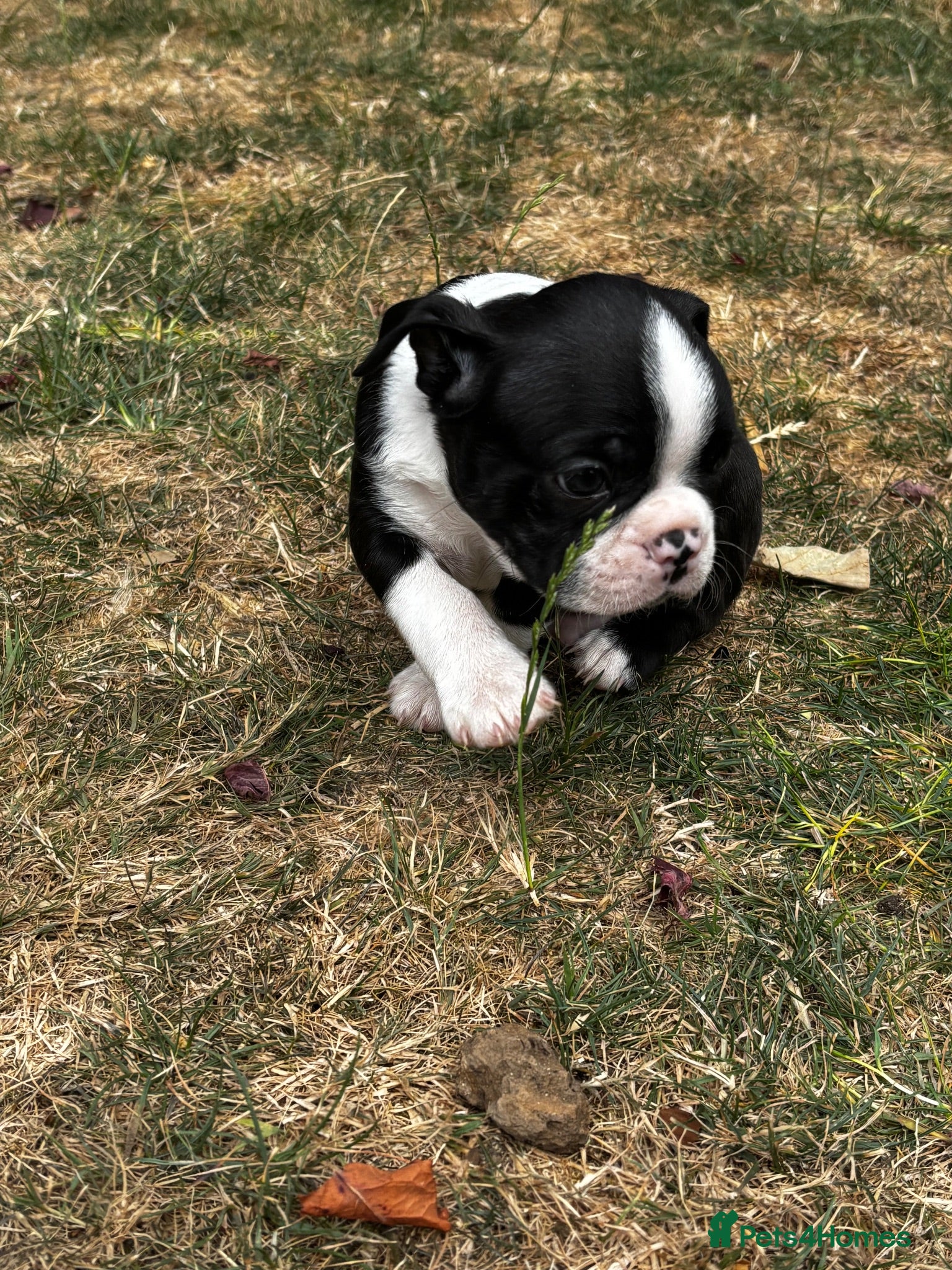 Boston Terrier dogs Stunning litter of Boston terrier puppies  - Advert 2