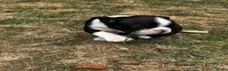 Boston Terrier dogs for sale: Stunning litter of Boston terrier puppies  - Advert 3