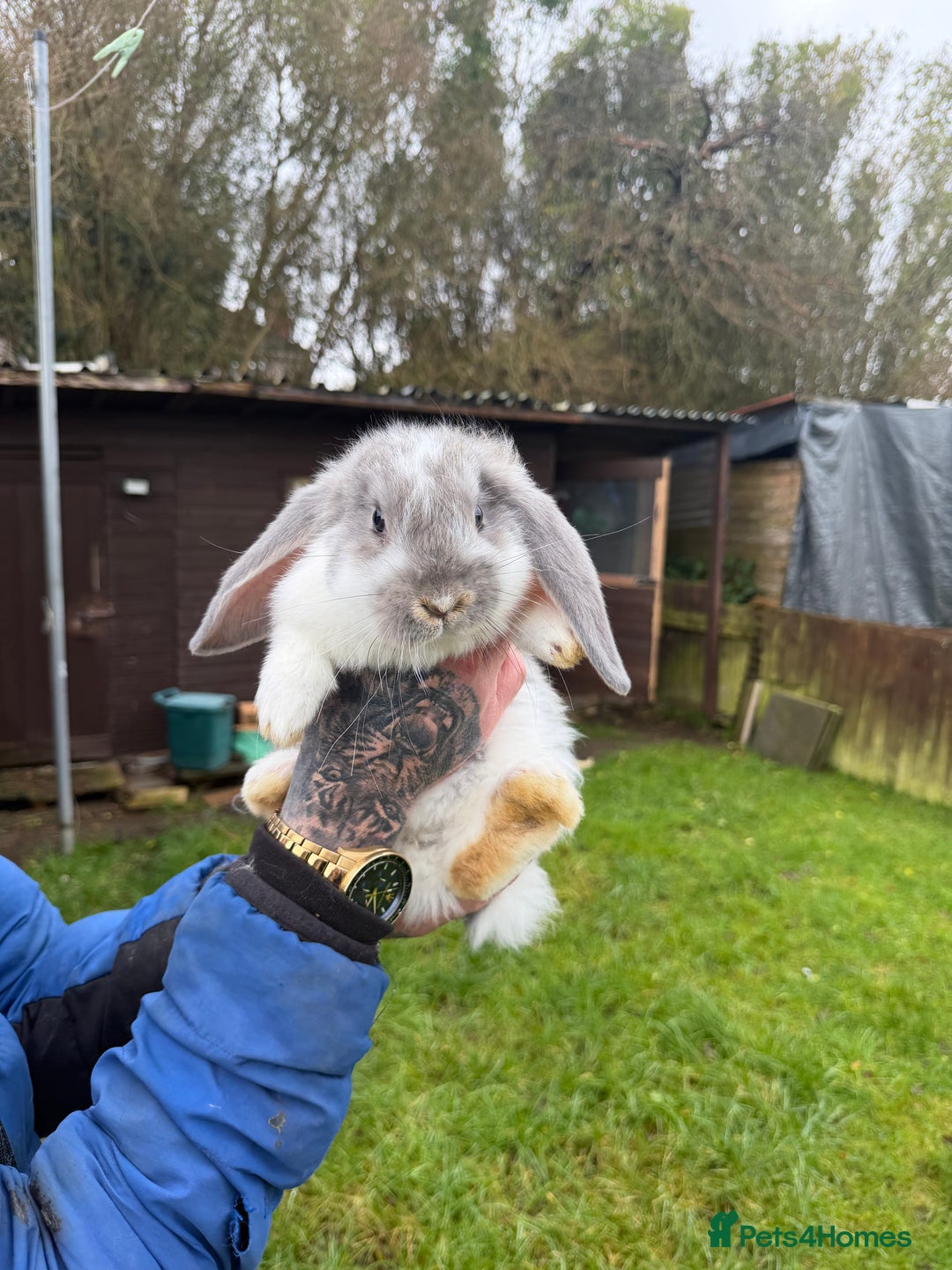 French Lop rabbits for sale: Giant French lops - Advert 4
