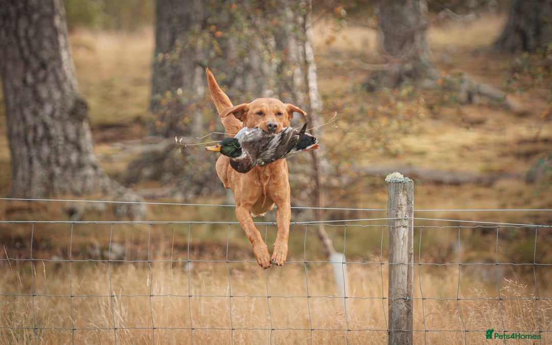 Labrador Retriever dogs for stud: Dark fox red KC working Labrador Stud in Inverness - Image 13