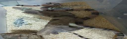 Milk Snake reptiles for sale: ANERY HONDURAN MILK SNAKE - Advert 2