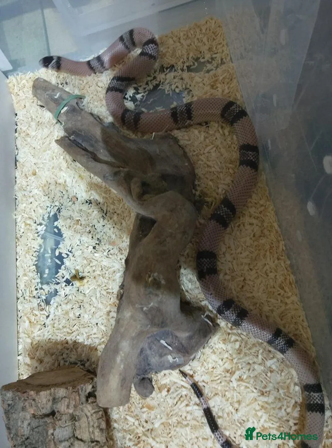 Milk Snake reptiles for sale: ANERY HONDURAN MILK SNAKE - Advert 2