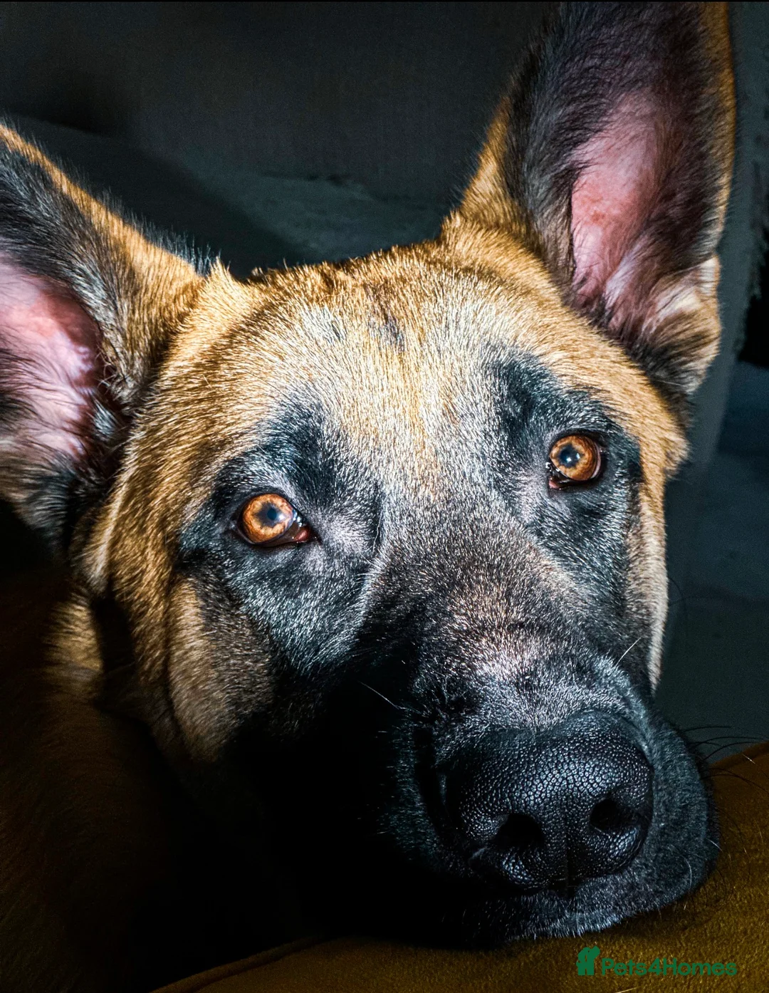 Mixed Breed dogs for sale: 9 month old GSD X Malinois X Husky - Advert 1