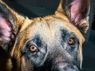 Mixed Breed dogs 9 month old GSD X Malinois X Husky - Advert 1