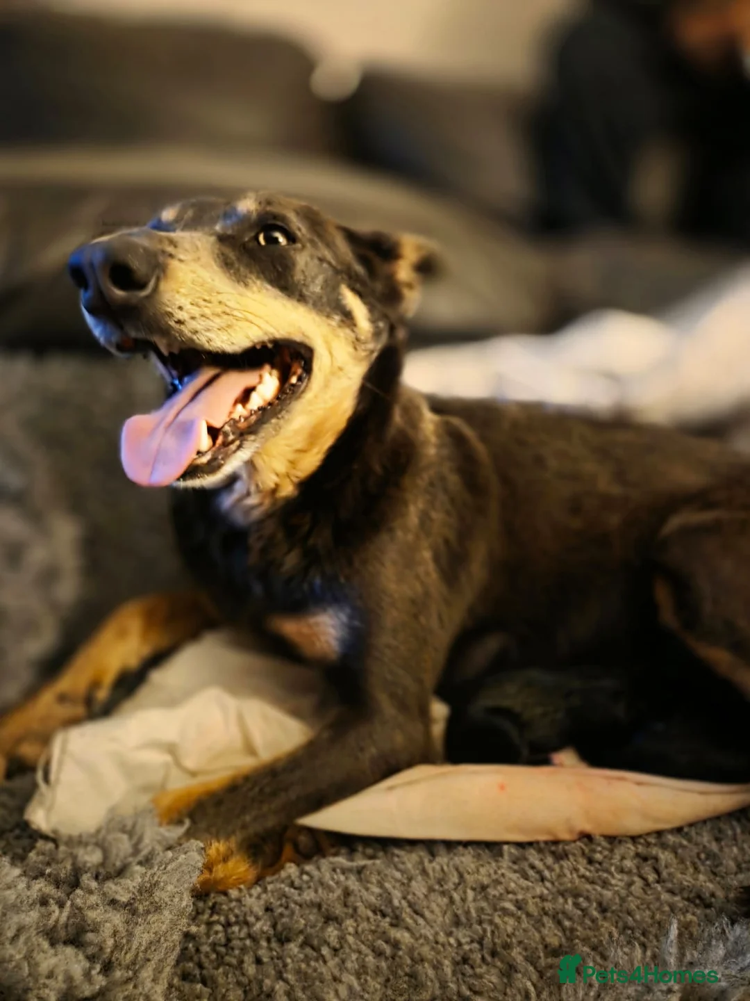 Mixed Breed dogs for sale: Beautiful kelpie cross Austrian cattle dogpuppies. in Warwick - Advert 2
