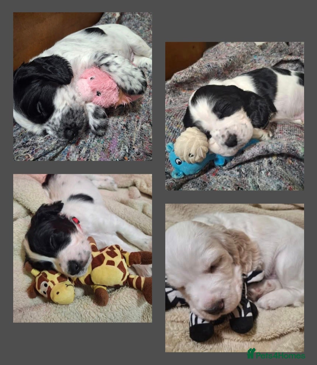 Cocker Spaniel dogs for sale: Our last pup - Ready now - KC Reg cocker spaniel! - Advert 17