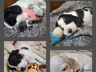 Cocker Spaniel dogs - Advert 21