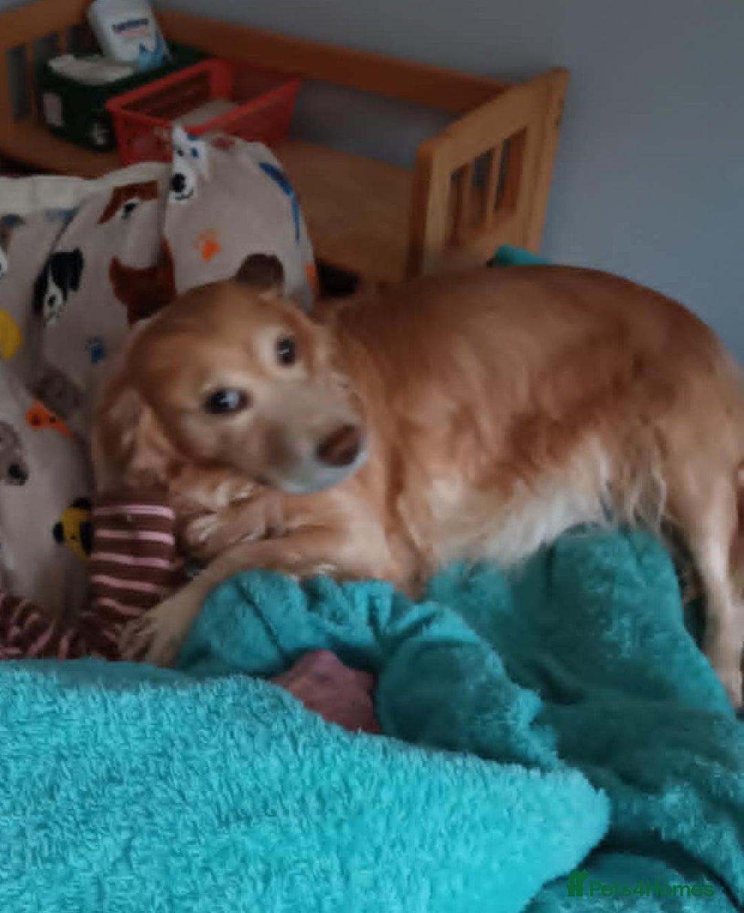 Cockapoo dogs for sale: 2 LITTLE COCKAPOO GIRLS LOOKING FOR NEW HOMES - Advert 2