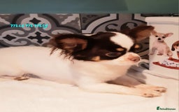 Chihuahua dogs for sale: ❤️Amazing Chihuahua Puppies - Image 16