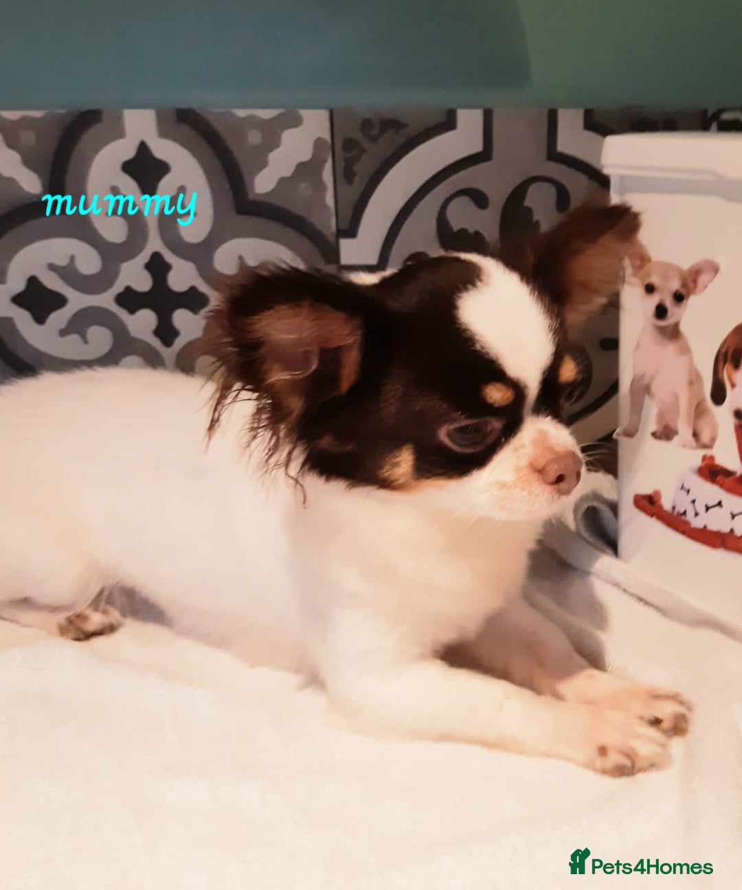Chihuahua dogs for sale: ❤️Amazing Chihuahua Puppies - Image 16