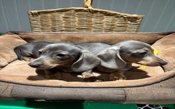 Miniature Dachshund dogs for sale: Outstanding Minature Dachshunds Puppies For Sale  - Image 15