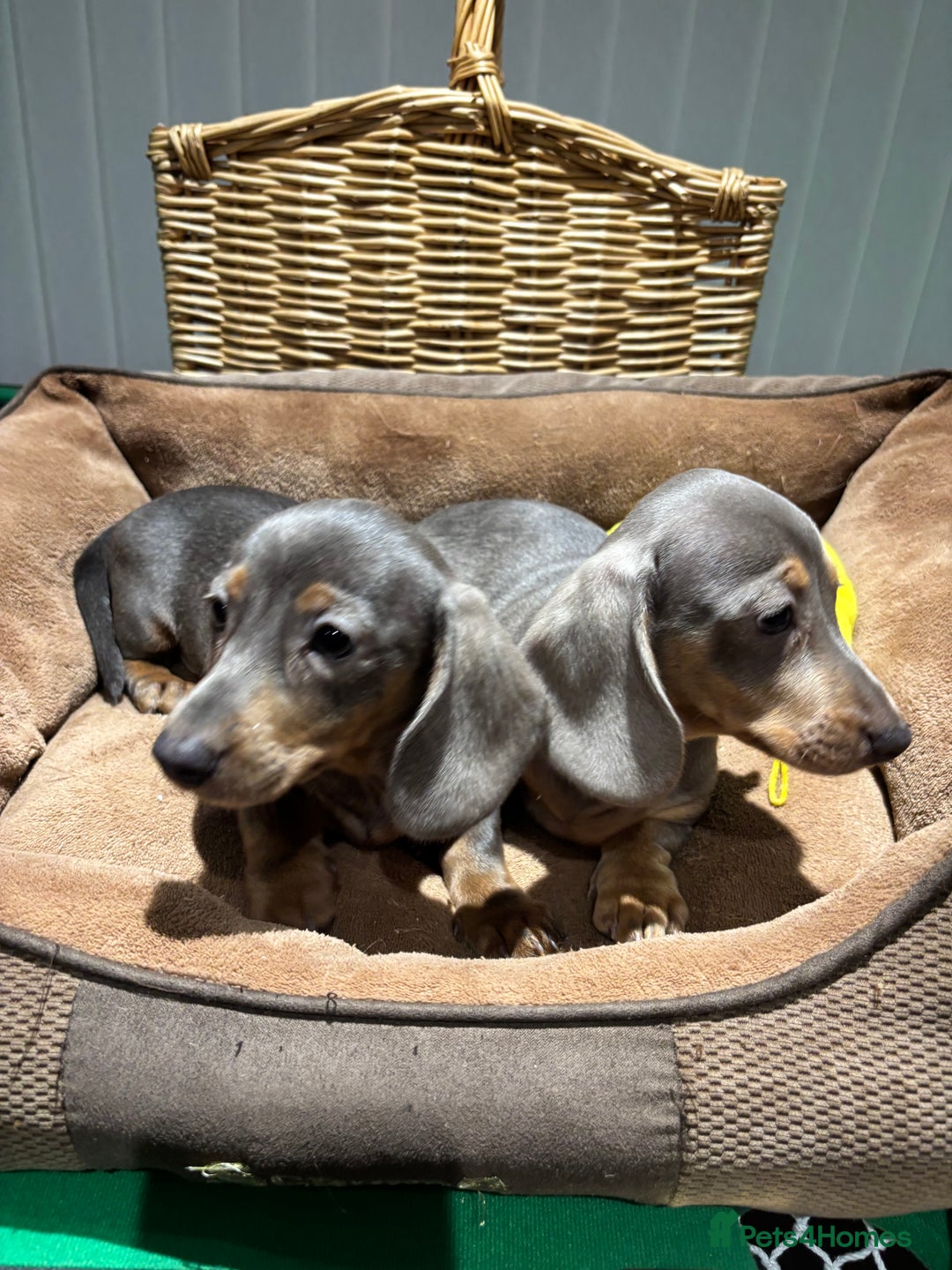 Miniature Dachshund dogs for sale: Outstanding Minature Dachshunds Puppies For Sale  - Image 15