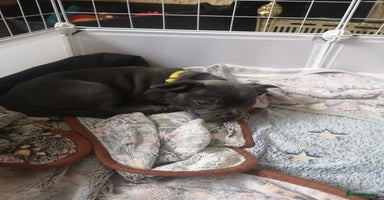Mixed Breed dogs - Advert 4