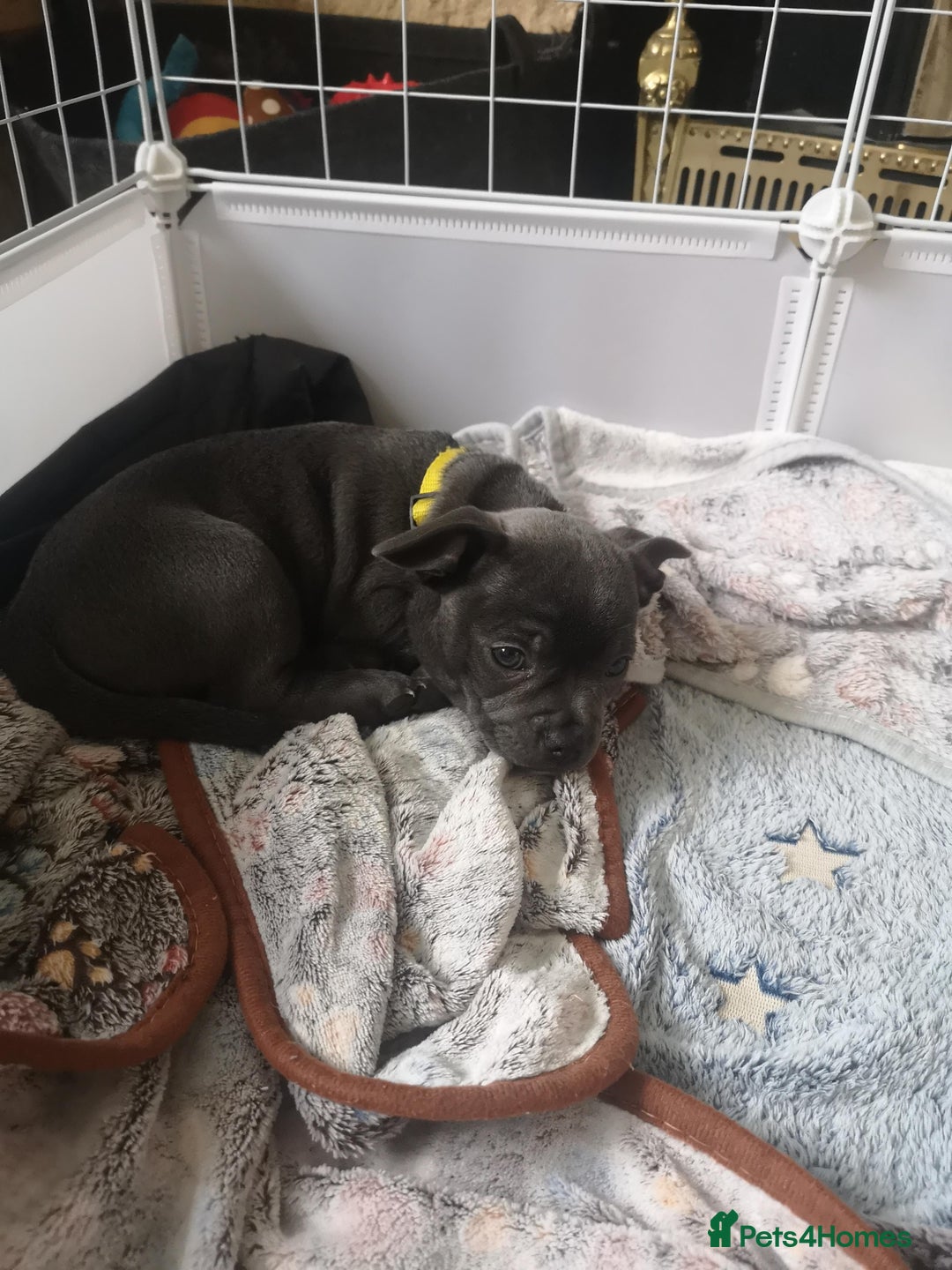 Mixed Breed dogs for sale: French Bulldog and Chihuahua Cross - Image 2