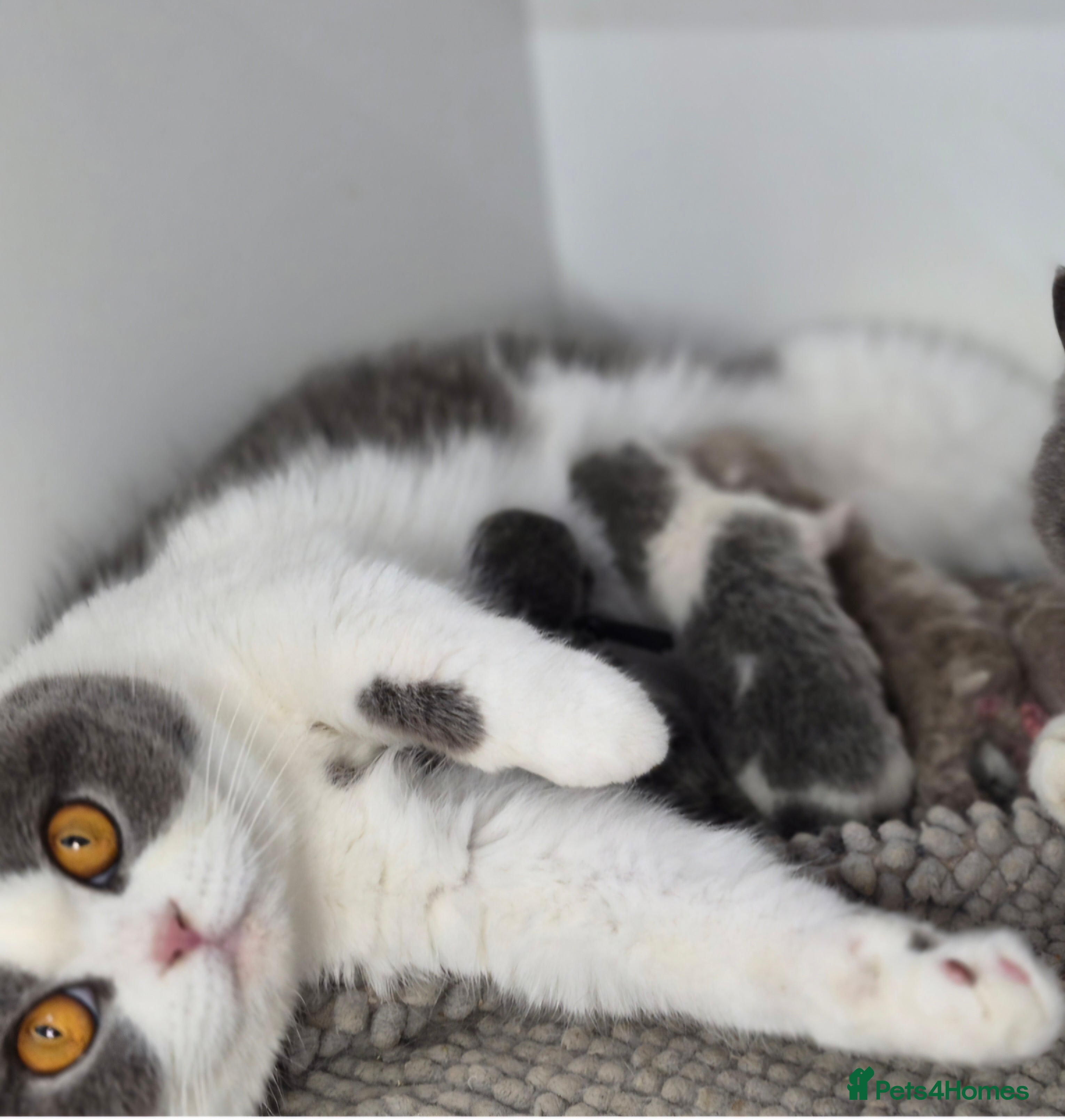 British Shorthair cats Gorgeous GCCF Pedigree Boy - Loving & Playful - Advert 2