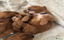 Cavapoo dogs for sale: 5⭐️ F1B Cavapoo’s - Image 4