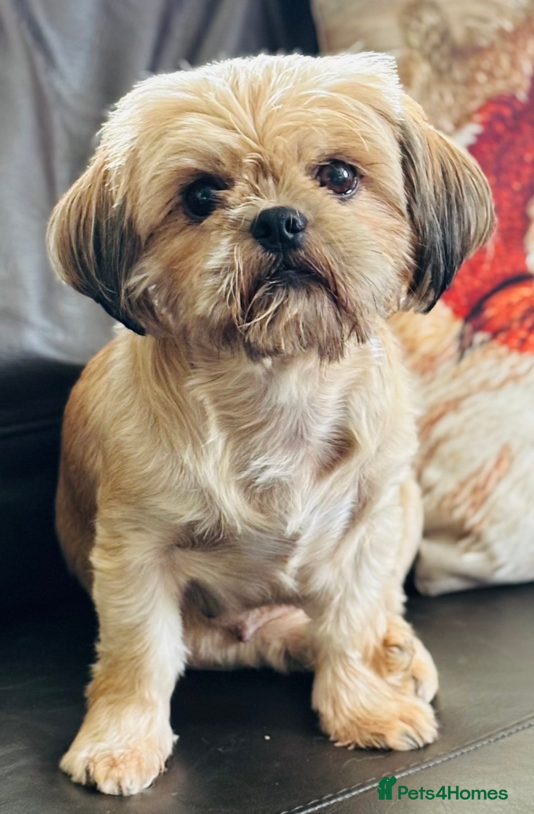Shih Tzu dogs for sale: Beautiful shih tzu babies  - Advert 5