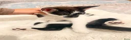 Domestic Shorthair cats for sale: Domestic shorthair kitten for sale black-white- - Advert 4