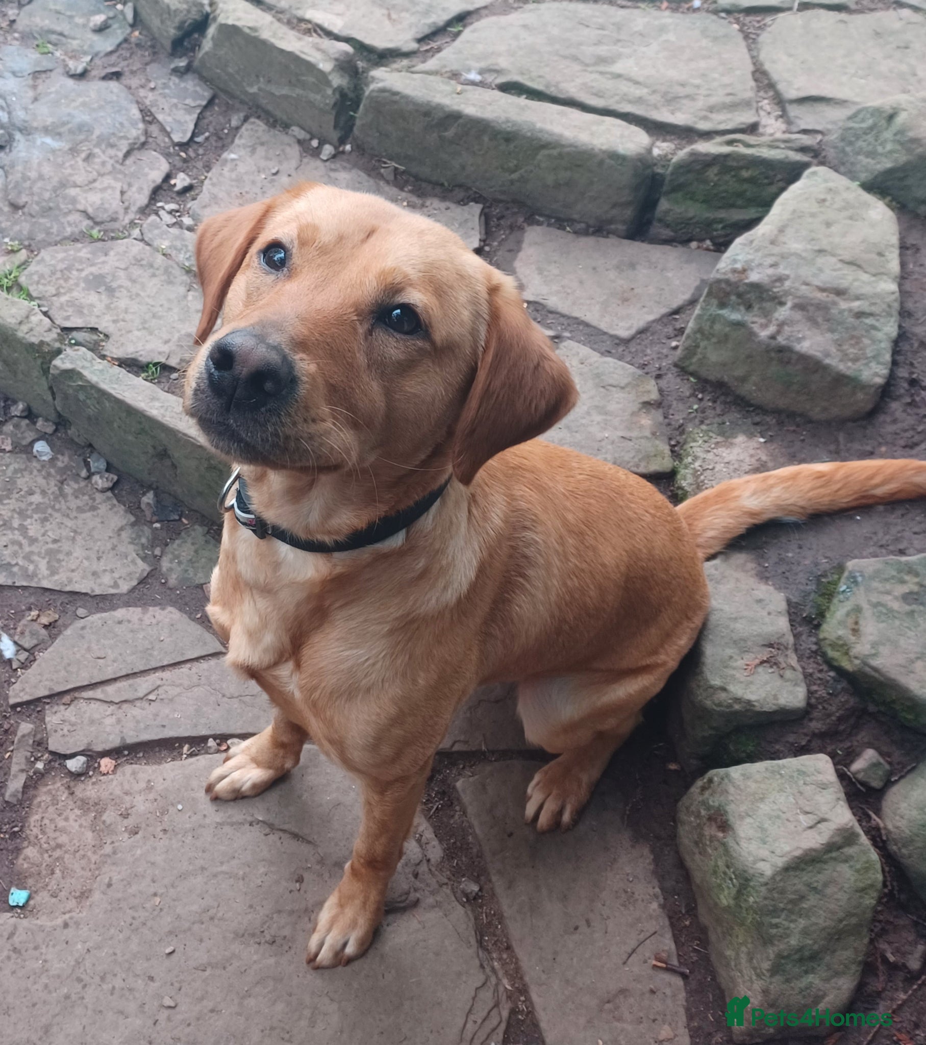 Labrador Retriever dogs for sale: Beautiful 20 month old red fox Labrador  in Hereford - Advert 1