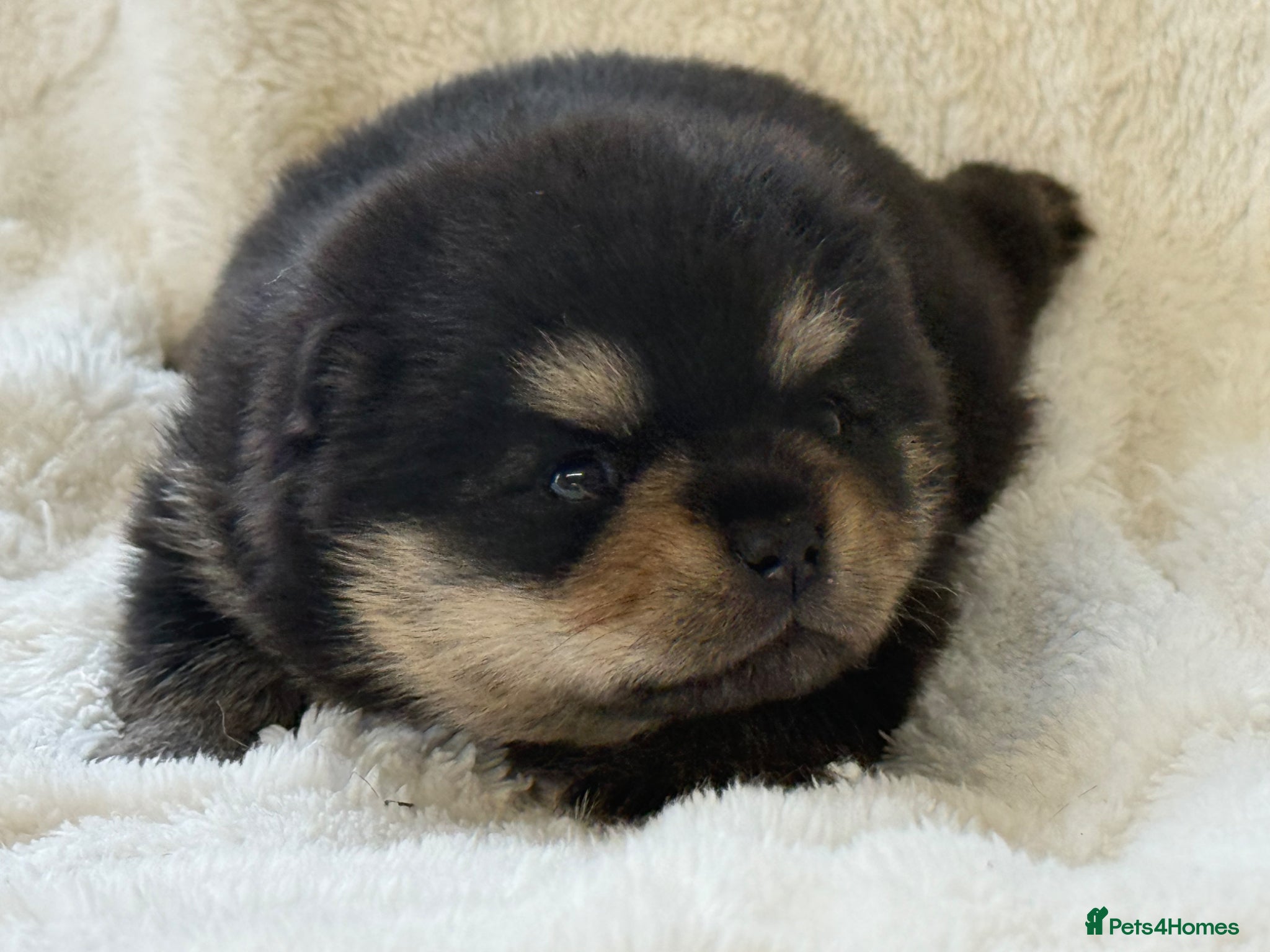 Pomsky dogs Stunning F1B Pomsky Girls - Advert 2