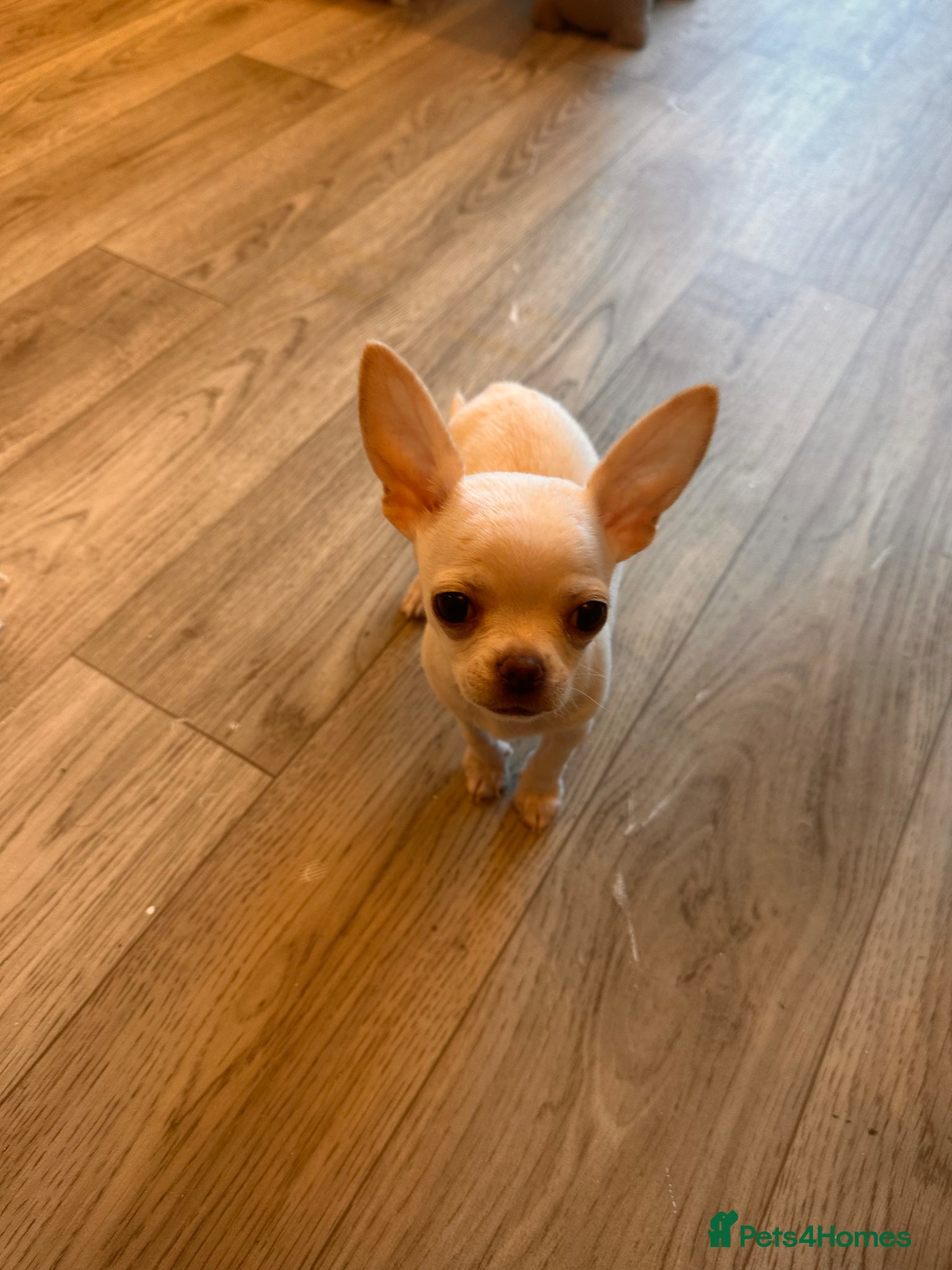 Chihuahua dogs Chuwawa  - Advert 5