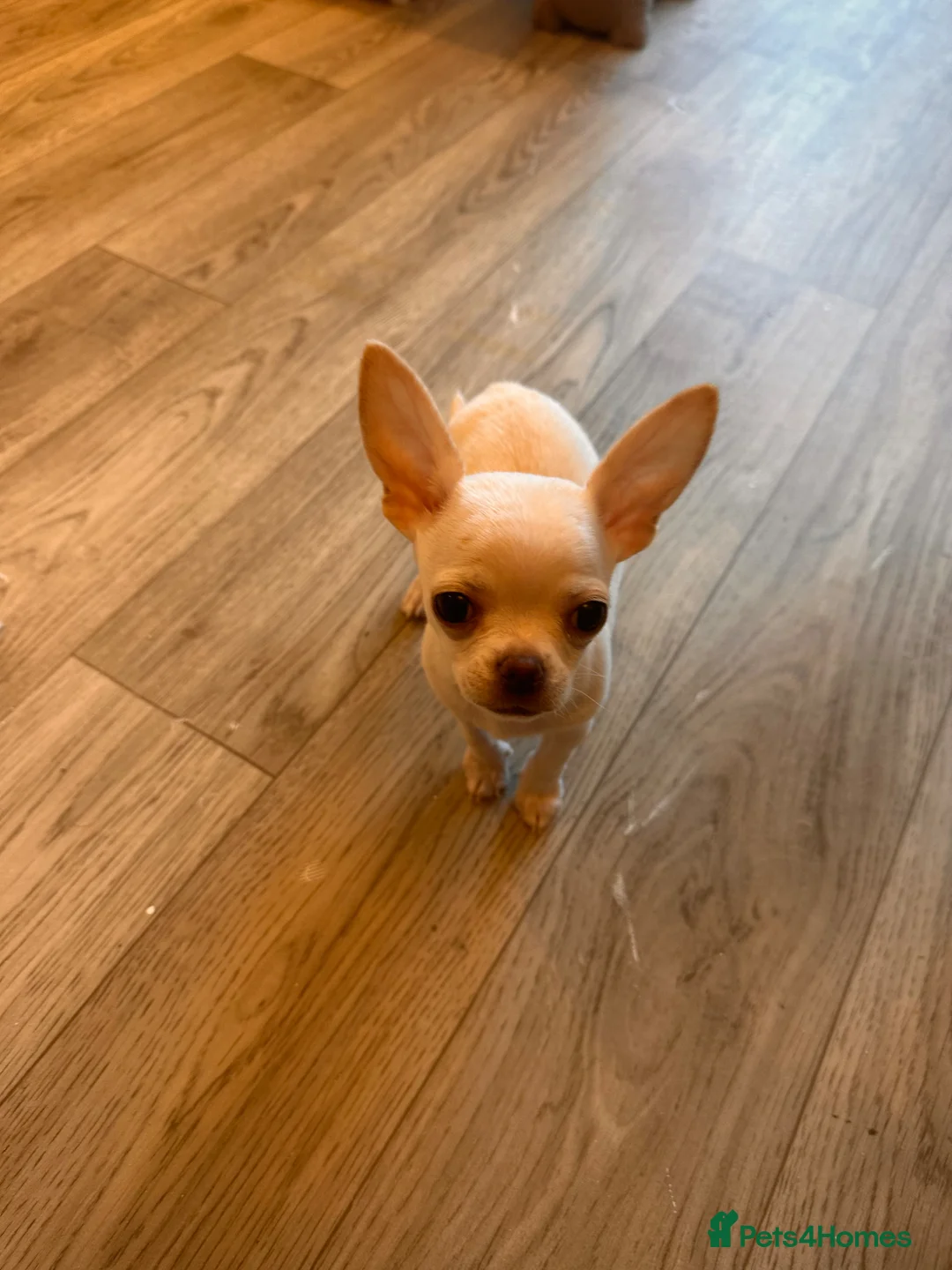 Chihuahua dogs for sale: Chihuahua  - Advert 1