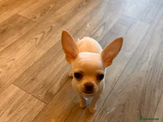 Chihuahua dogs Chuwawa - Advert 10