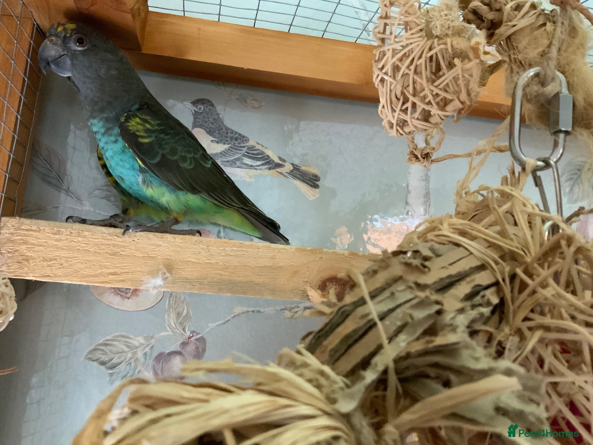 Parrots birds Male dna tested Myers parrot  - Advert 1