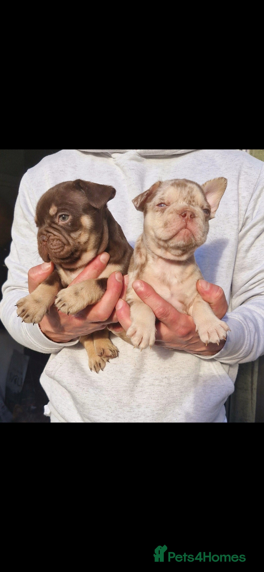 French Bulldog dogs for sale: Stunning puppies from £1500 - Advert 8