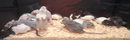 Rat rodents for sale: Baby Dumbo Rats - Advert 2