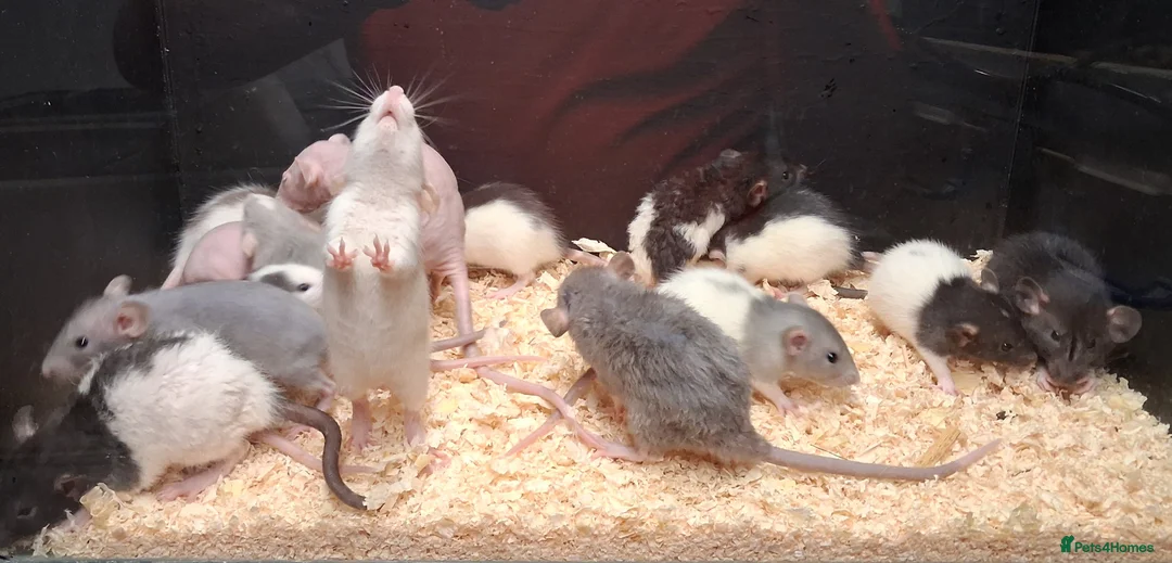 Rat rodents for sale: Baby Dumbo Rats - Advert 2