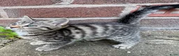 Mixed Breed cats for sale: Kitten female  - Advert 4