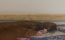 Boxer dogs for sale: Kc Boxer puppy’s bobtail and long licensed breeder - Image 37
