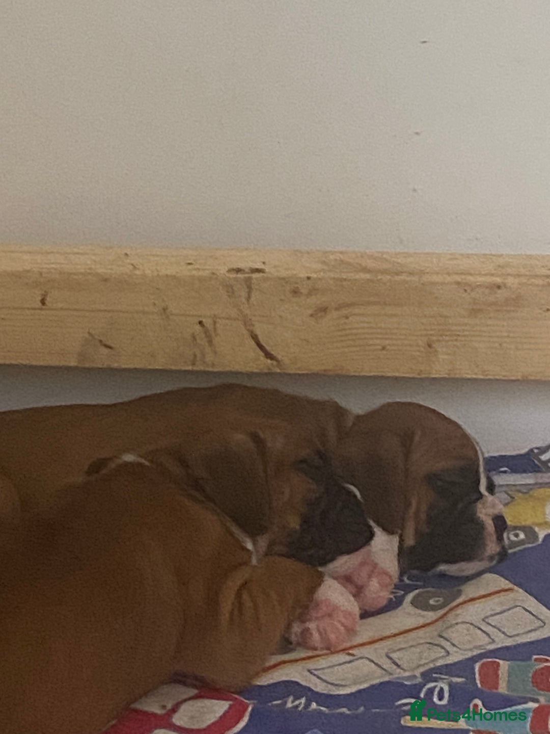 Boxer dogs for sale: Kc Boxer puppy’s bobtail and long licensed breeder - Image 37