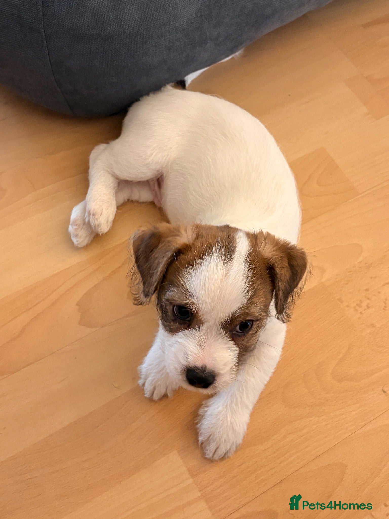 Mixed Breed dogs Biscoff - Advert 12
