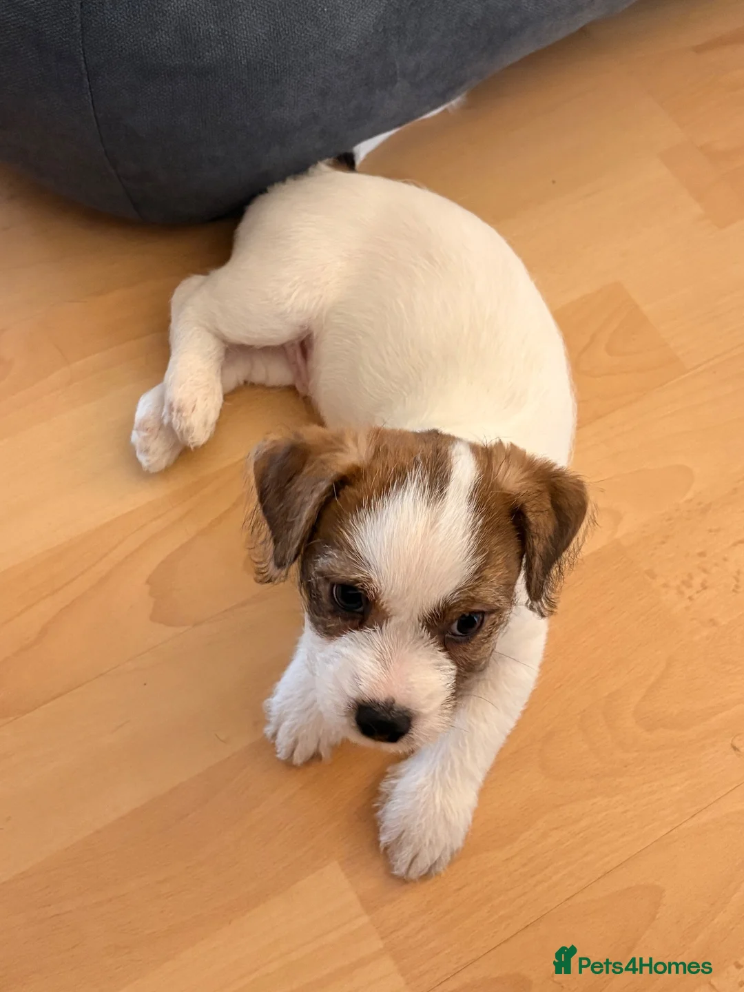 Mixed Breed dogs for sale: Biscoff - Advert 1