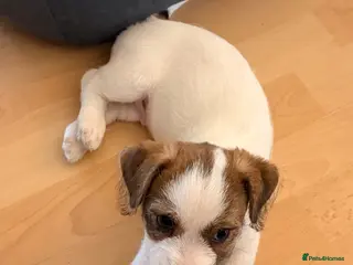 Mixed Breed dogs Biscoff - Advert 1