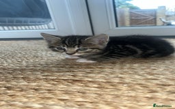 British Shorthair cats for sale: Loving kittens - Image 5