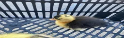 Ducks poultry for sale: Cherry Valley Pekin Ducklings - Advert 12