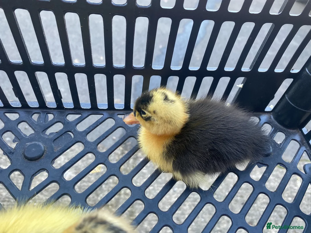 Ducks poultry for sale: Cherry Valley Pekin Ducklings - Advert 12