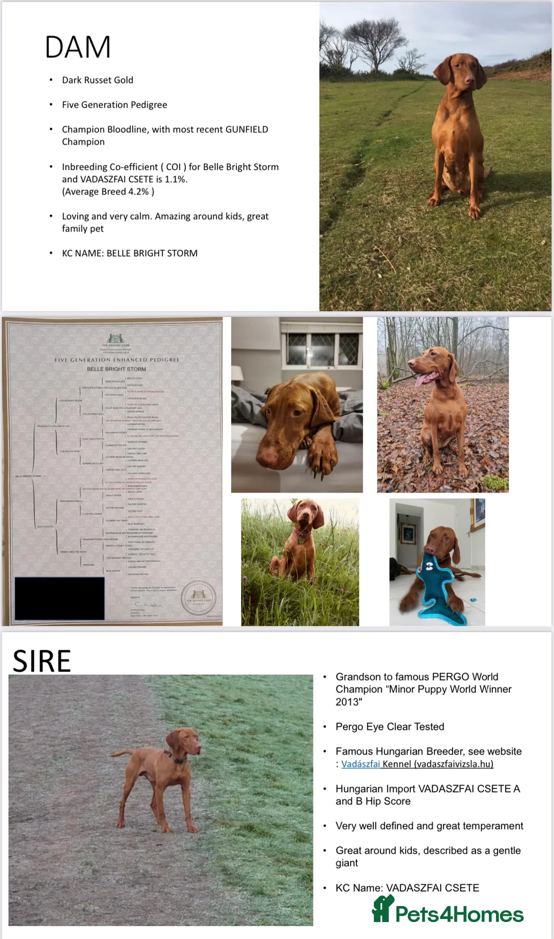 Hungarian Vizsla dogs for stud: KC registered, World Champion blood line stud.  - Advert 13