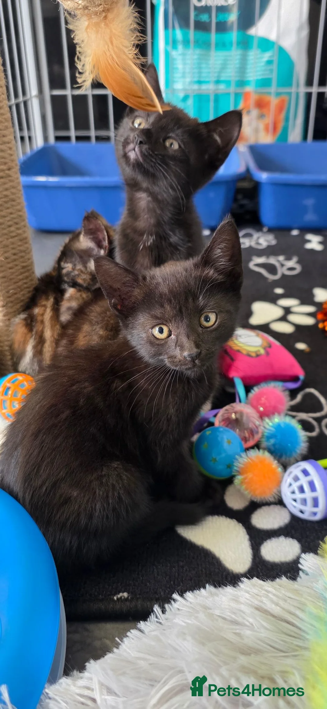 Mixed Breed cats for sale: Kittens available  - Advert 2